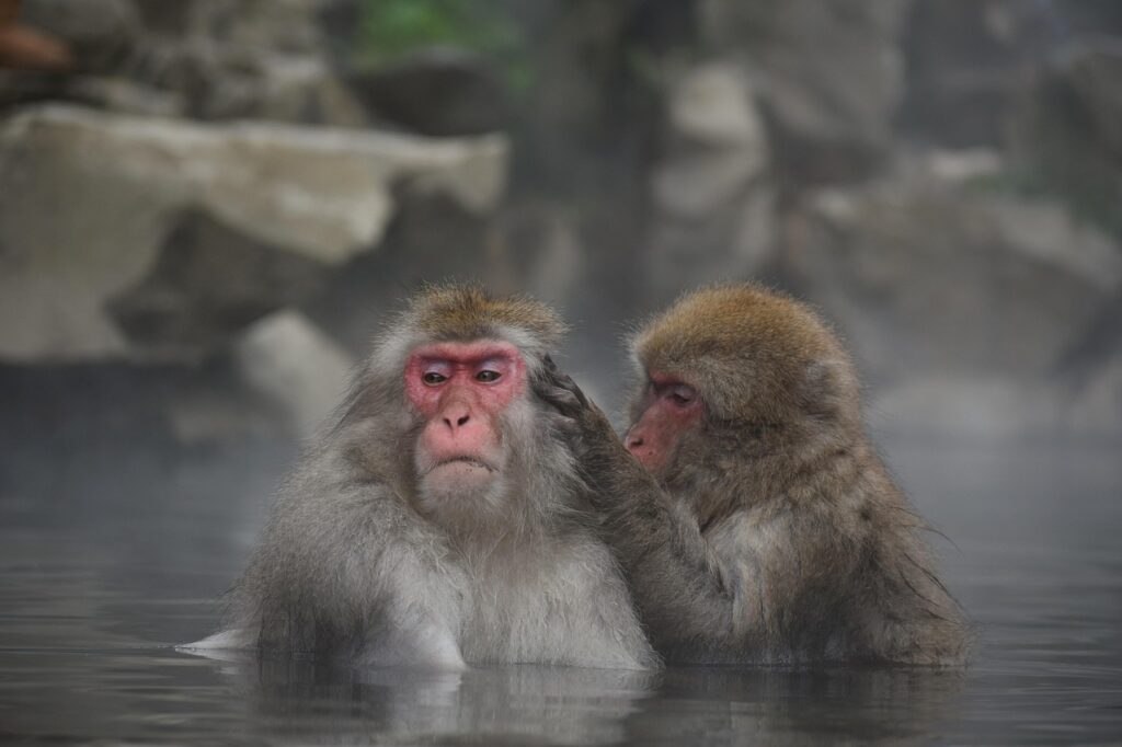温泉に入っている２匹の猿